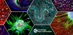Cambridge Stem Cell Institute log and stem cell images